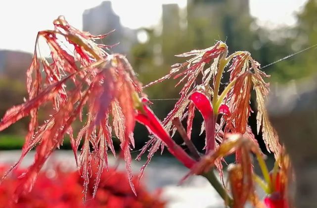陈锐:醉美渭清公园!