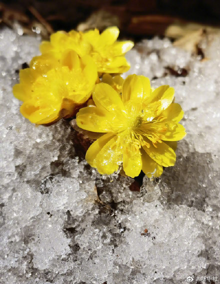 吉林长春冰凌花迎春绽放