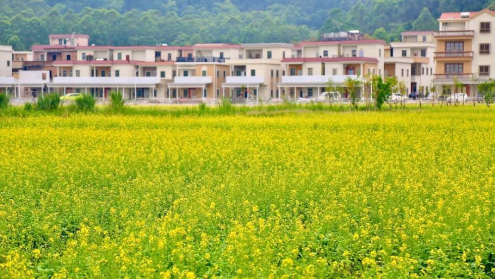清明踏青开平这片油菜花开正好