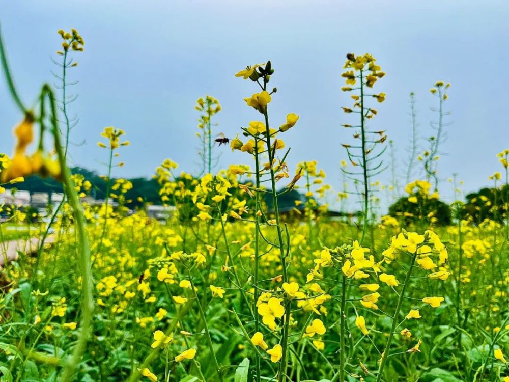 开平大沙大塘面油菜花图片