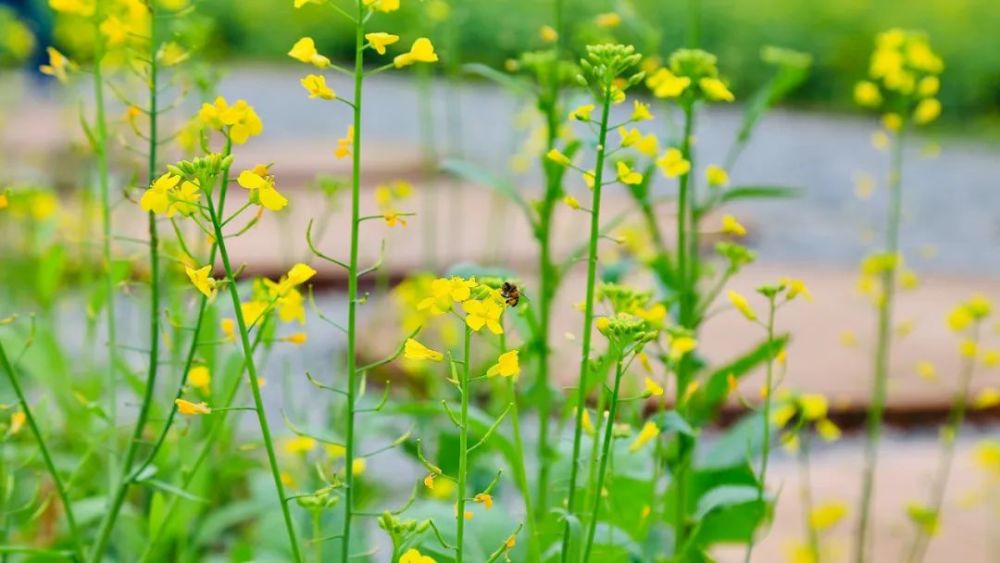 开平油菜花图片