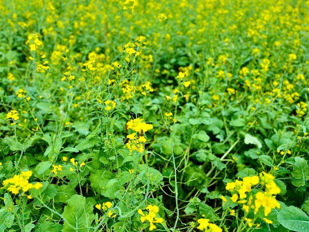 开平大沙大塘面油菜花图片