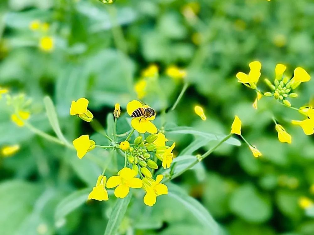 开平油菜花图片