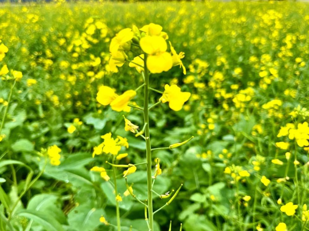 开平大沙大塘面油菜花图片