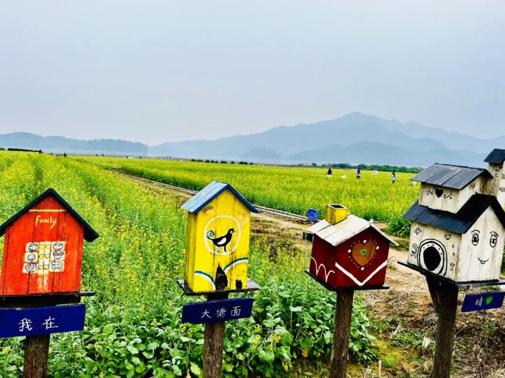 开平大沙大塘面油菜花图片