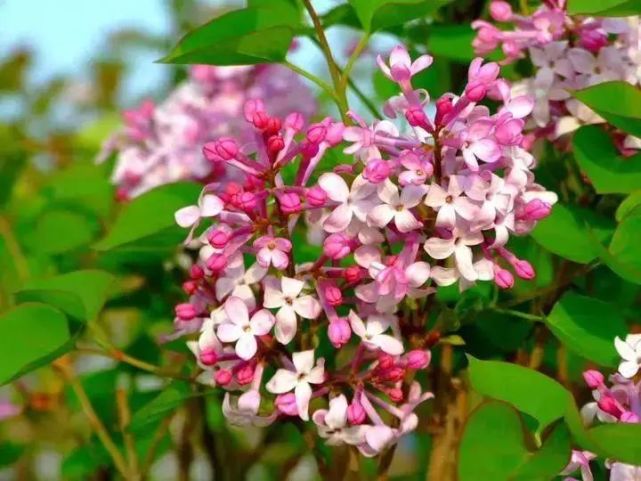特辑|内蒙古赏花季——通辽市
