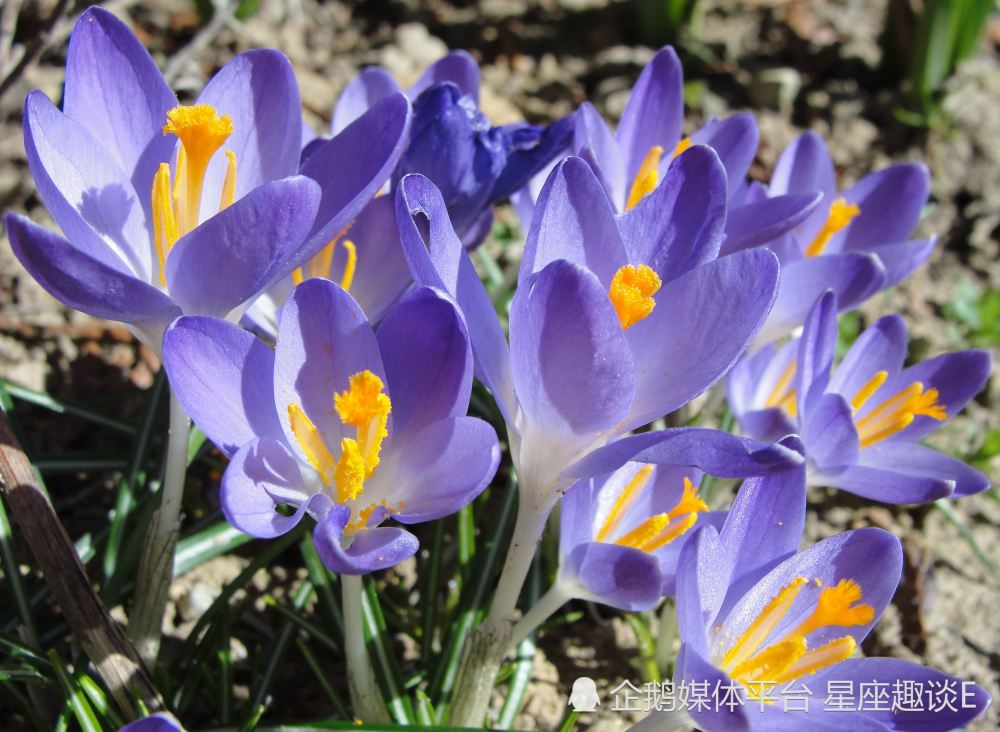 4月4日星座运势 走出困境 节节攀升的四大星座 天天看点