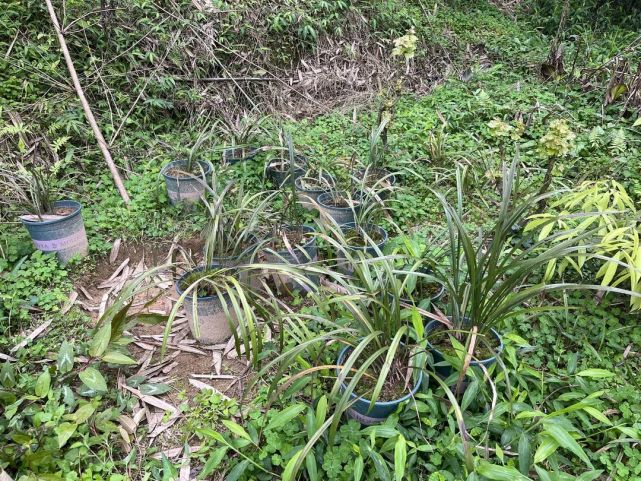 並與市林業局一同組織人員將涉案野生蘭花補植於賀州市姑婆山自然保護