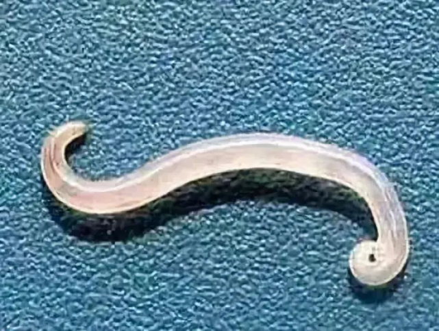 蛲虫寄生在人体内会导致各种肠道疾病,且蛲虫夜晚喜欢从肝门爬出来