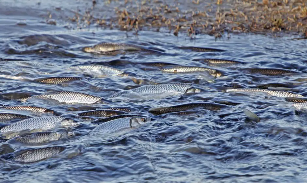 淡水魚沒法在海水裡存活黃河每天有大量魚進入大海魚都去哪了