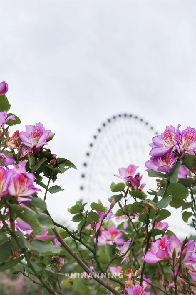 南宁赏花地点看这里_腾讯新闻