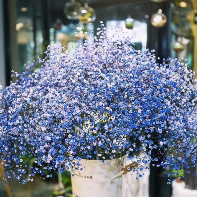 满天星图片(鲜花图片大全)