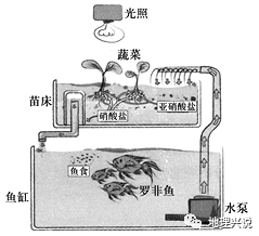 下图为鱼菜共生系统示意图