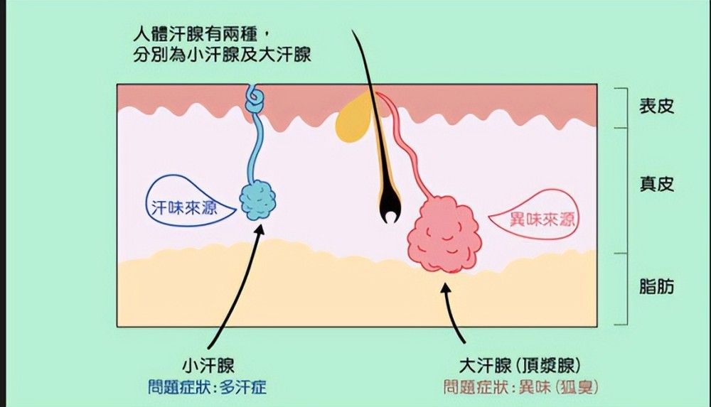 你知道狐臭怎么来的吗为啥中国人很少有味道看完你就知道了