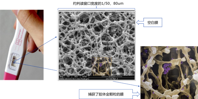 sartoriusnc膜原材料來自棉花nc(nitrocellulose,硝酸纖維素)膜在免疫