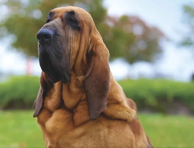 尋血獵犬的智商排名,在狗界中位居倒數第六名,還挺