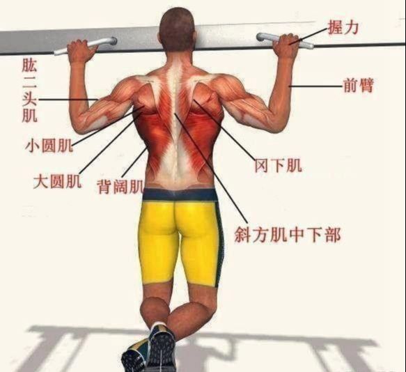 可以练出背部肌肉线条2每天做引体向上,会练成什么样的身材?