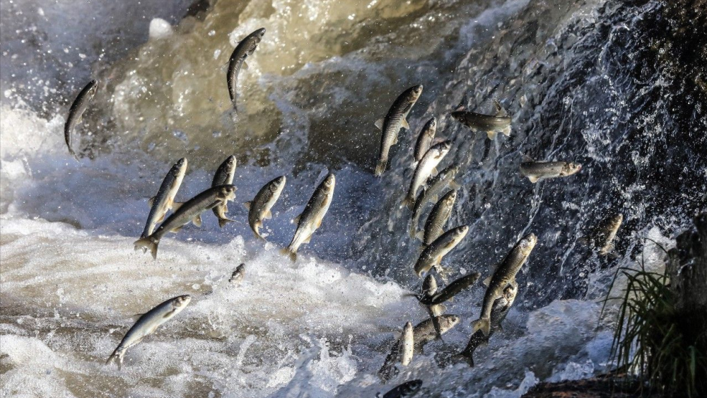 淡水鱼不能在海水中生活黄河将鱼冲进大海后这些鱼怎么办