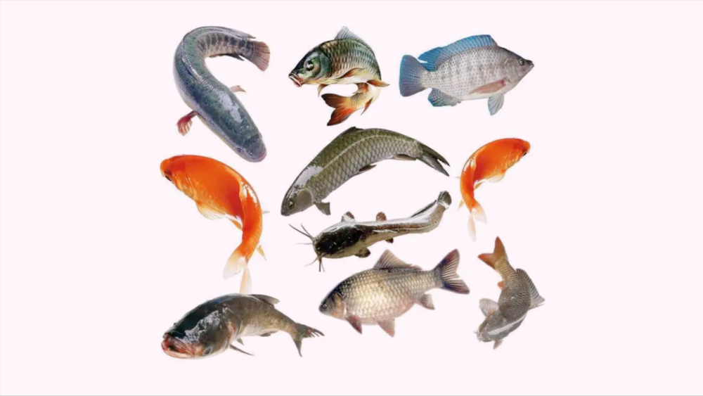 淡水鱼不能在海水中生活 黄河将鱼冲进大海后 这些鱼怎么办 腾讯新闻