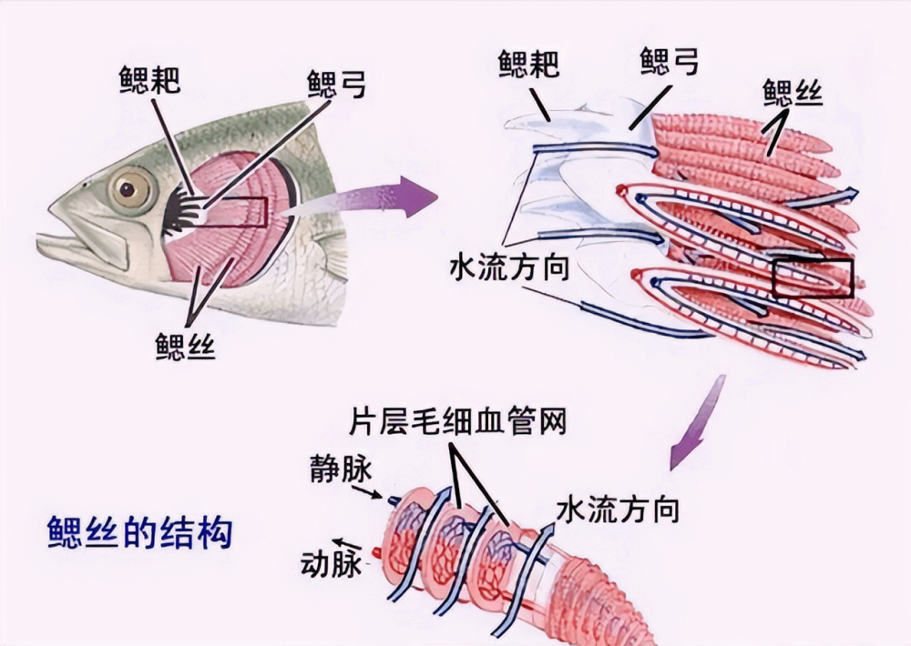 淡水鱼不能在海水中生活 黄河将鱼冲进大海后 这些鱼怎么办 腾讯新闻