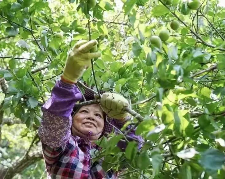 厚4為了青梅詔安拼了拿出550萬重獎