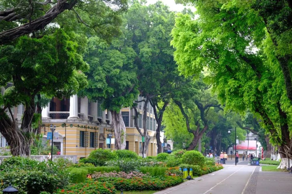 那一栋栋西方元素建筑会发现美景遍地皆是,行走在沙面,古树映衬.