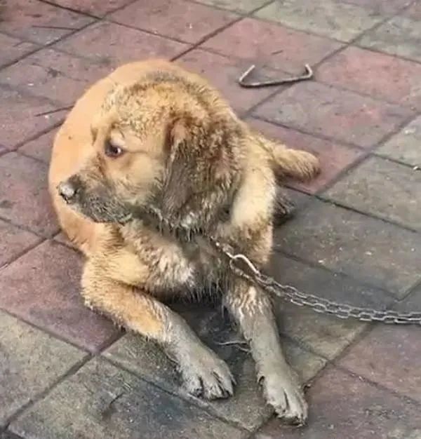 金毛被狗贩子拐走,数天竟自己跑回,主人一看差点哭瞎