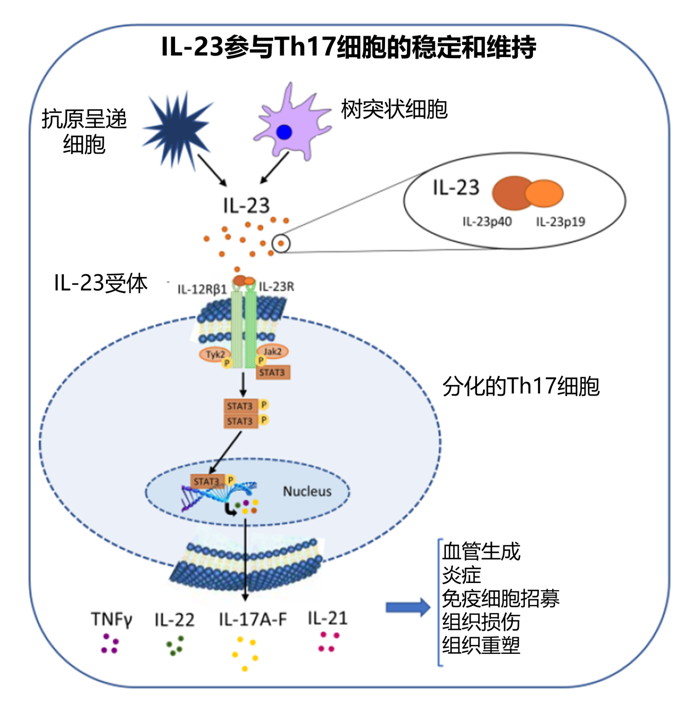 特诺雅及其同原理药物(il-23)的优势在哪?_腾讯新闻