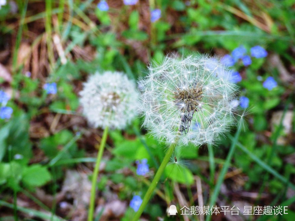 4月5日 11日爱情运势 真爱涌现 笃定情缘的四大星座 天天看点
