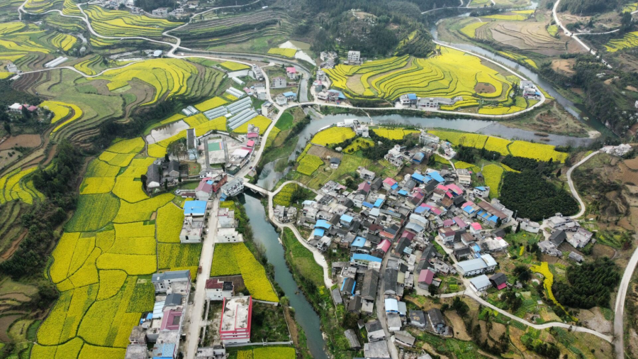 麻江县坝芒开启云直播赏花模式体验新媒体旅游生活