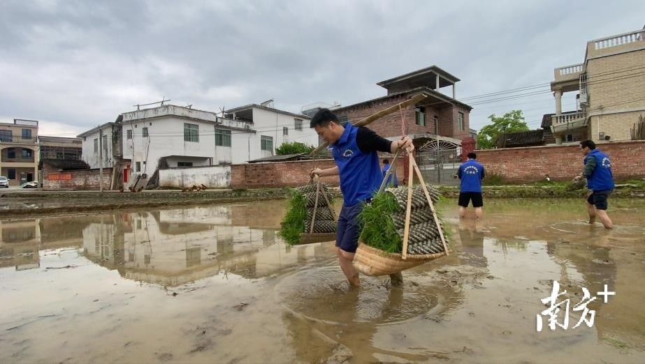 姬 攝在扶溪鎮各村,家家戶戶搶抓晴好天氣,全力投入到早造水稻拋秧中