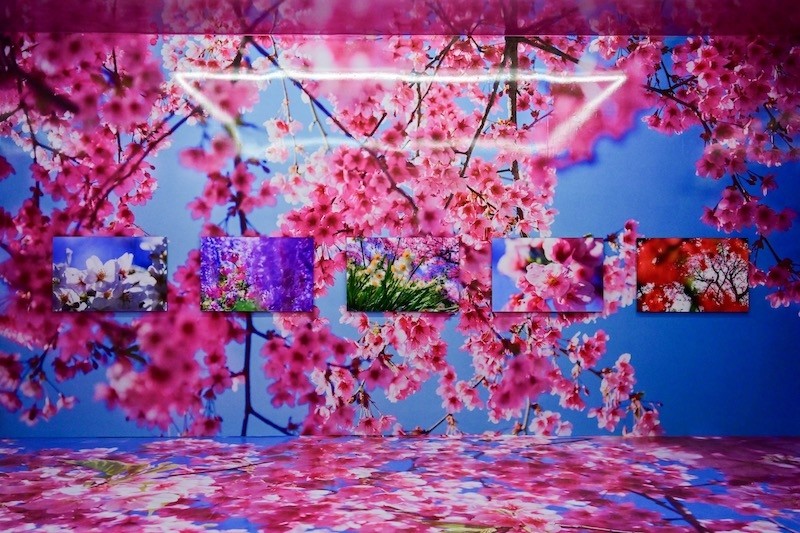 樱花如约绽放，日本艺术家蜷川实花回顾展来到北京八年级上册音乐笔记