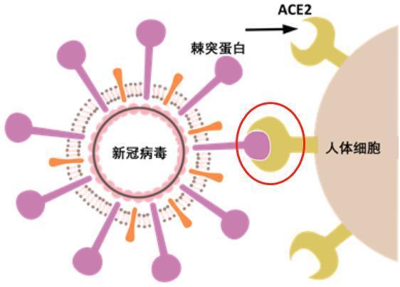 常青藤少兒英語怎么樣多種呈陽性疏忽水產品火箭新礦物太空線上英語和線下英語怎么配合