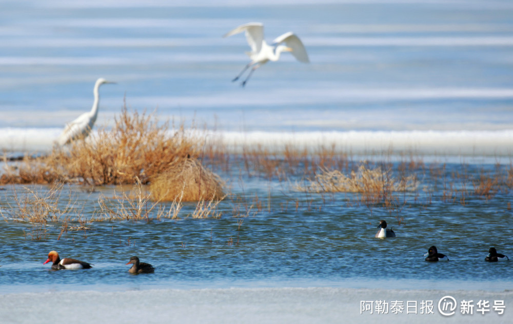 烏倫古湖國家溼地公園:好生態 鳥青睞_騰訊新聞