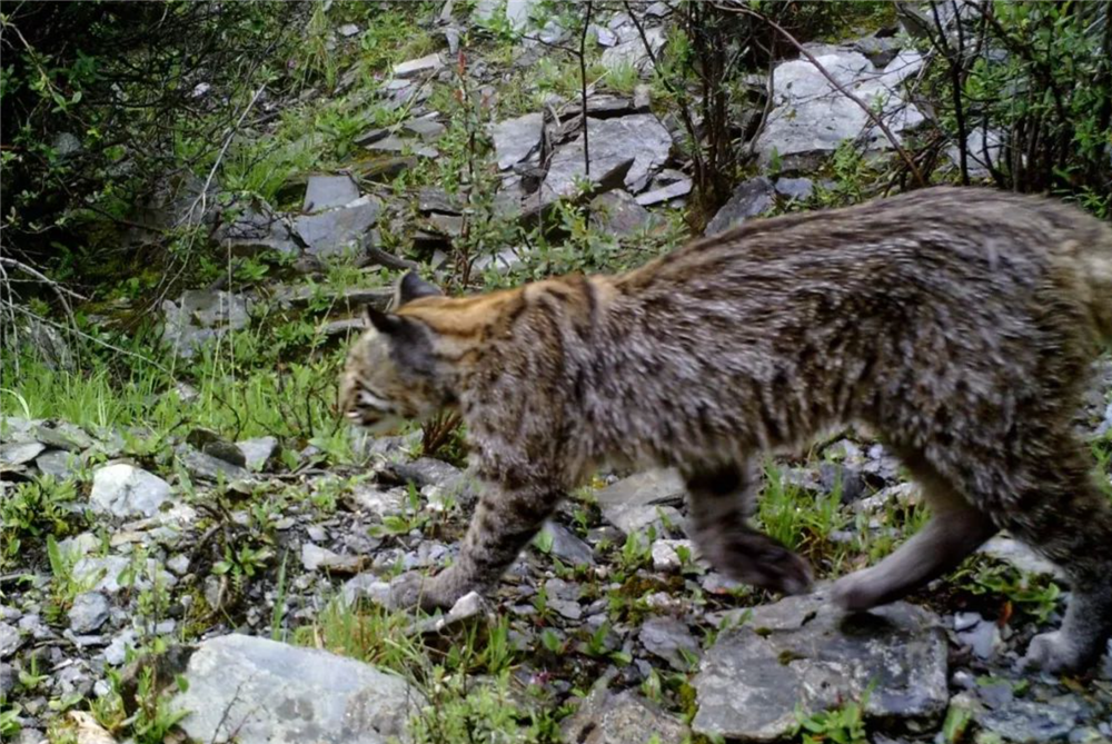 四川摩天岭发现山彪捕猎毛冠鹿吃了近1小时夜里返回继续吃