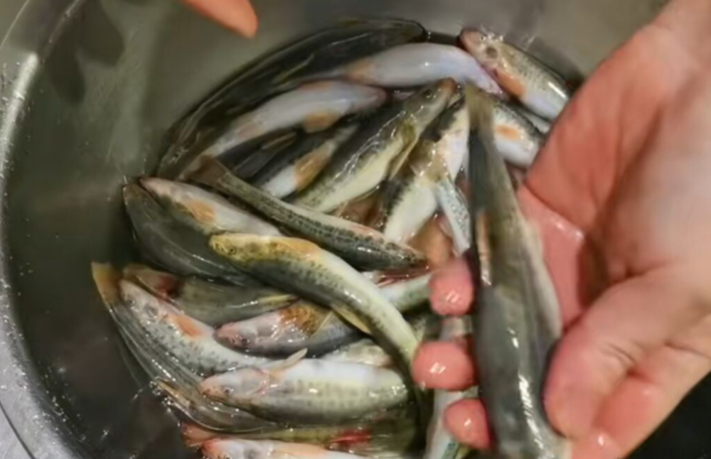 女子買魚被忽悠做成醬燜小河魚轉手賣給大哥吃得渣渣都沒剩