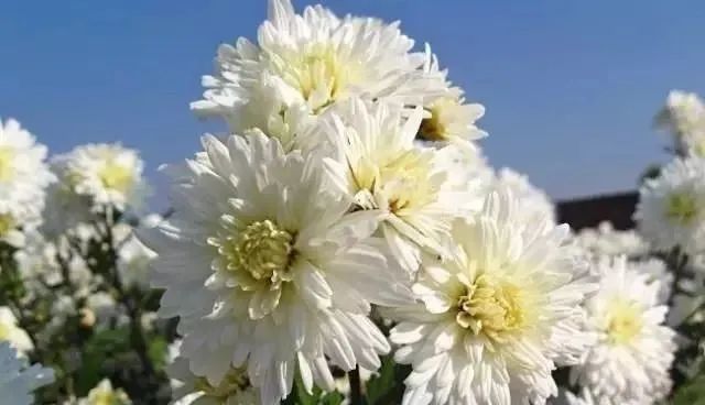 清明节,99朵菊花送给远在天堂的亲人,愿他们安好!