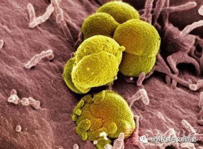 【原核生物全系列-35】变形菌门—β-变形菌纲_腾讯新闻