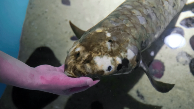 allan jan 喂食 ,这是一条4英尺长,40 磅重的澳大利亚肺鱼,于 1938 年