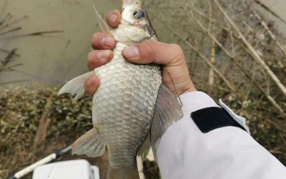 能避雜魚又能釣大板鯽這種釣法比搖三搖更好玩不試一下