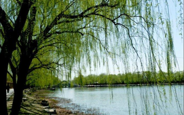 清明话"柳"丨花花万物