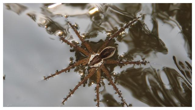 海关截获活体灰棕色钓鱼蜘蛛 鉴定为入侵物种,鱼塘最痛苦