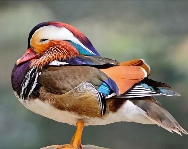 心理学:3只吉祥鸟你喜欢哪只,测出你7月份有什么好事到来_腾讯新闻