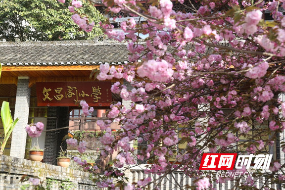 组图丨凤凰县文昌阁小学:樱花盛开点缀百年校园_腾讯新闻