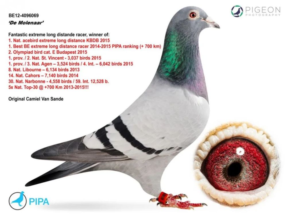 【名鸽】"莫莱纳",比利时最优秀的超长距离鸽,没有之一_腾讯新闻