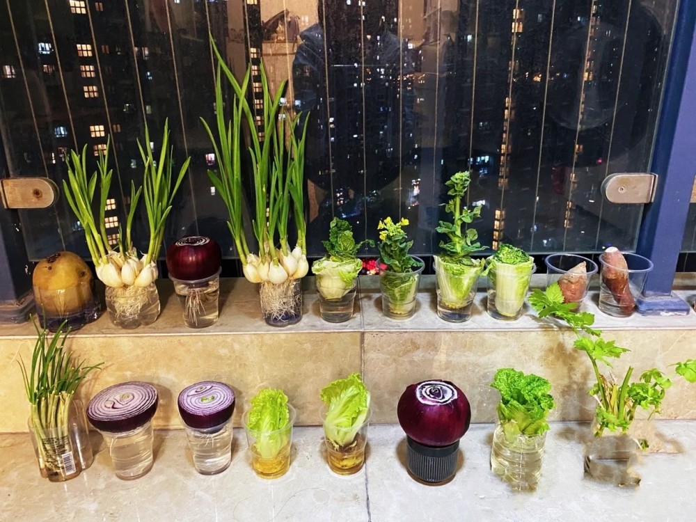 上海买菜难男子在阳台水培大白菜能成功吗有人早已尝鲜