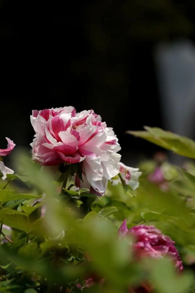 岛锦翔天凤丹白景玉姚黄白雪塔通讯员:张溢尧编辑:倪丹丹