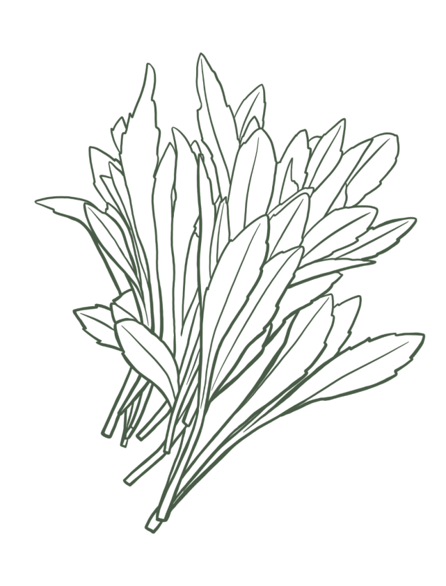 马兰头"卷"着吃,韭菜春笋炒猪肝,香!|春天的味道