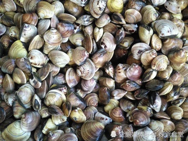 盘点常见的10种蛤蜊 你都吃过吗 最后一种风靡全国 贝壳 血蛤 西施舌 辣炒 鸟贝 蛤蜊 贝类