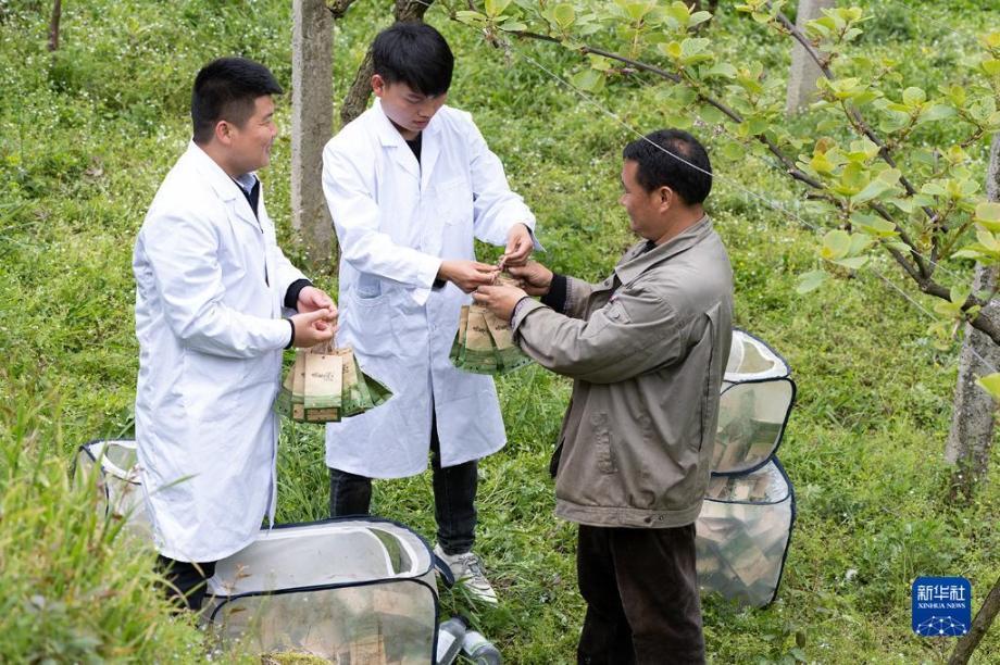 4月4日,在修文縣谷堡鎮平灘村獼猴桃種植基地,科技人員施放螳螂和小